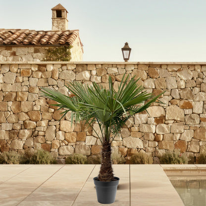 Trachycarpus Fortuneii - 220 - 240cm - Ø45