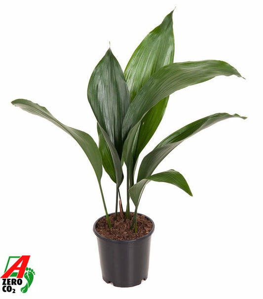Schusterpalme - Aspidistra Elatior P13 - Ø13cm - ↕50cm