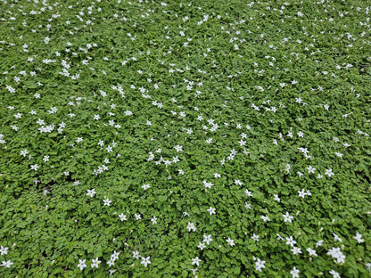 6x Isotoma fluviatilis 'Alba'- ↕10-25cm - Ø9cm