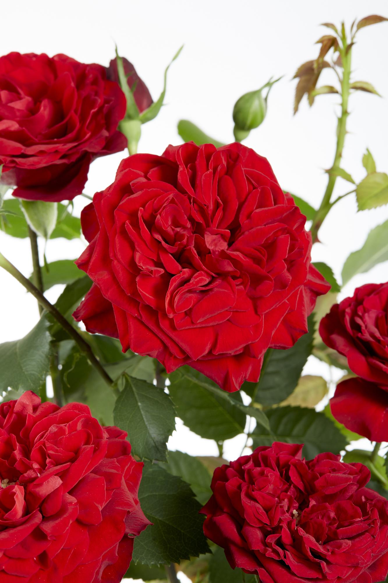 Rosa Crazy in love 'Red' - Rote Rose - Ø15cm - ↕65cm