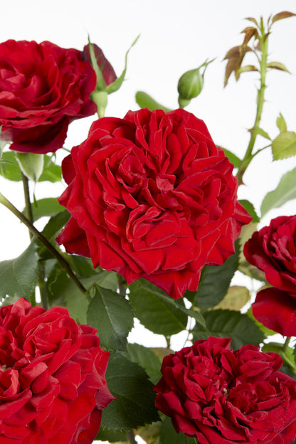 Rosa Crazy in love 'Red' - Rote Rose - Ø15cm - ↕65cm
