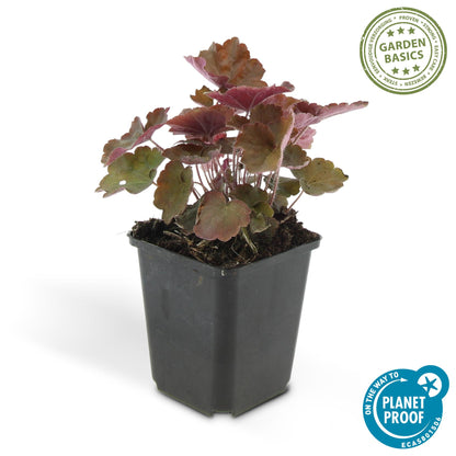 6x Purpurglöckchen - Heuchera mic. 'Palace Purple' - ↕10-25cm - Ø9cm