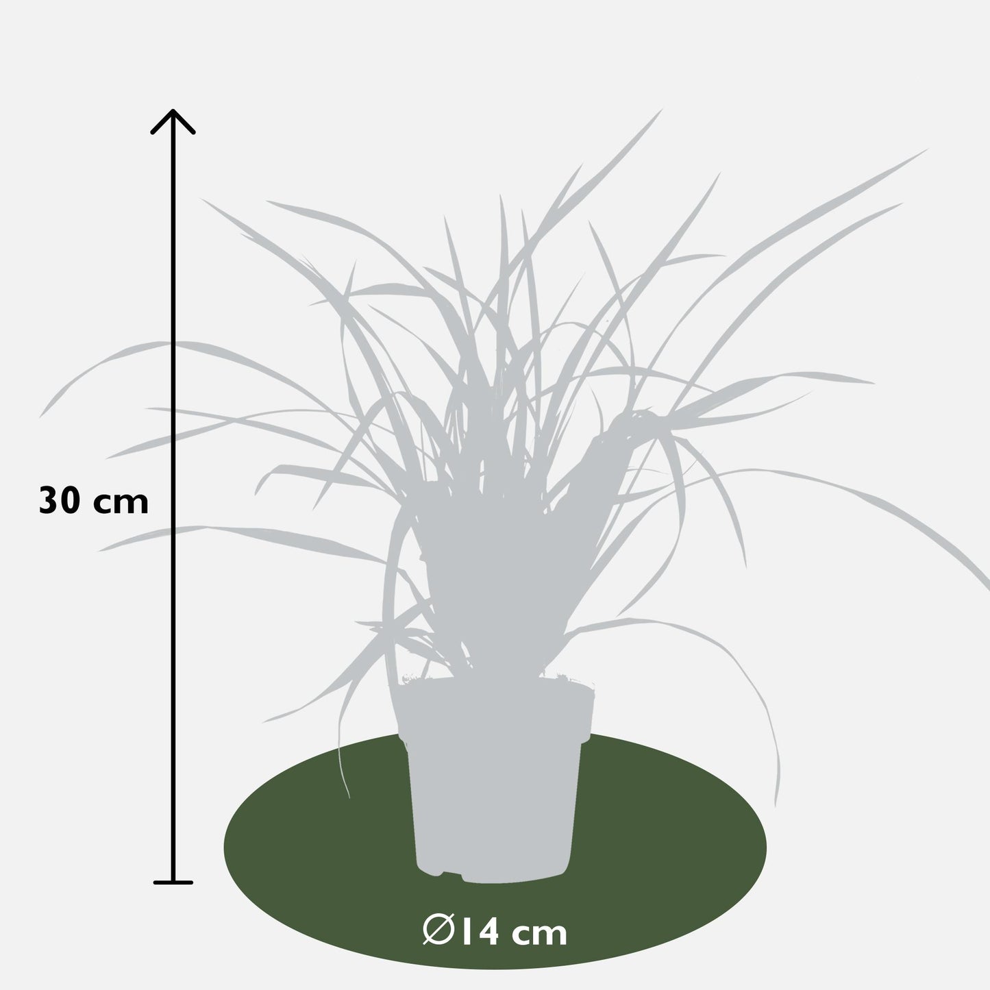 Carex morrowii Irish Green - Ø19cm - ↕40cm - Ø14 - ↨30cm