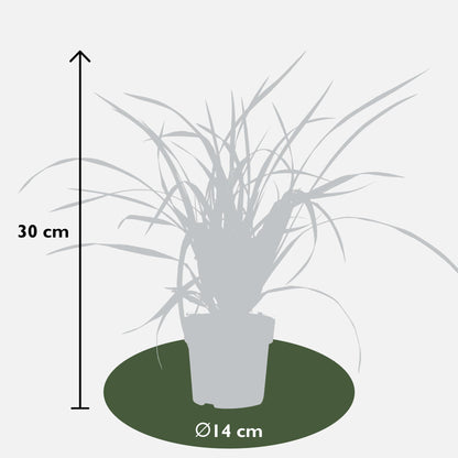 Carex morrowii Irish Green - Ø19cm - ↕40cm - Ø14 - ↨30cm