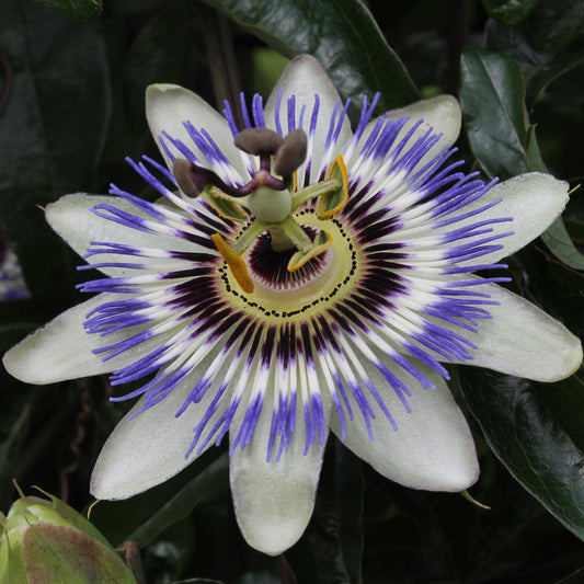Passiflora Blau caerulea - Ø15cm - ↕65cm