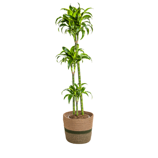 Drachenbaum - Dracaena Deremensis Dorado mit Korb Ø24cm - ↕120 - 140cm