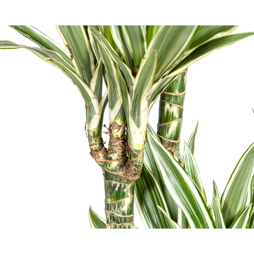 Drachenbaum - Dracaena Deremensis White Stripe Ø27cm - ↕170 - 190cm