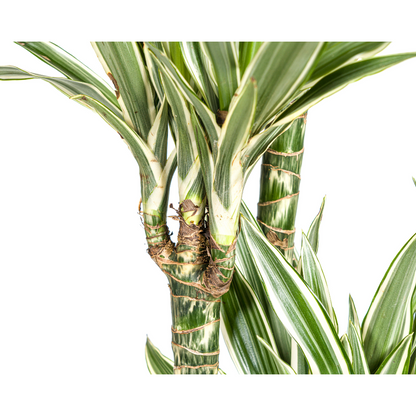Drachenbaum - Dracaena Deremensis White Stripe Ø27cm - ↕170 - 190cm