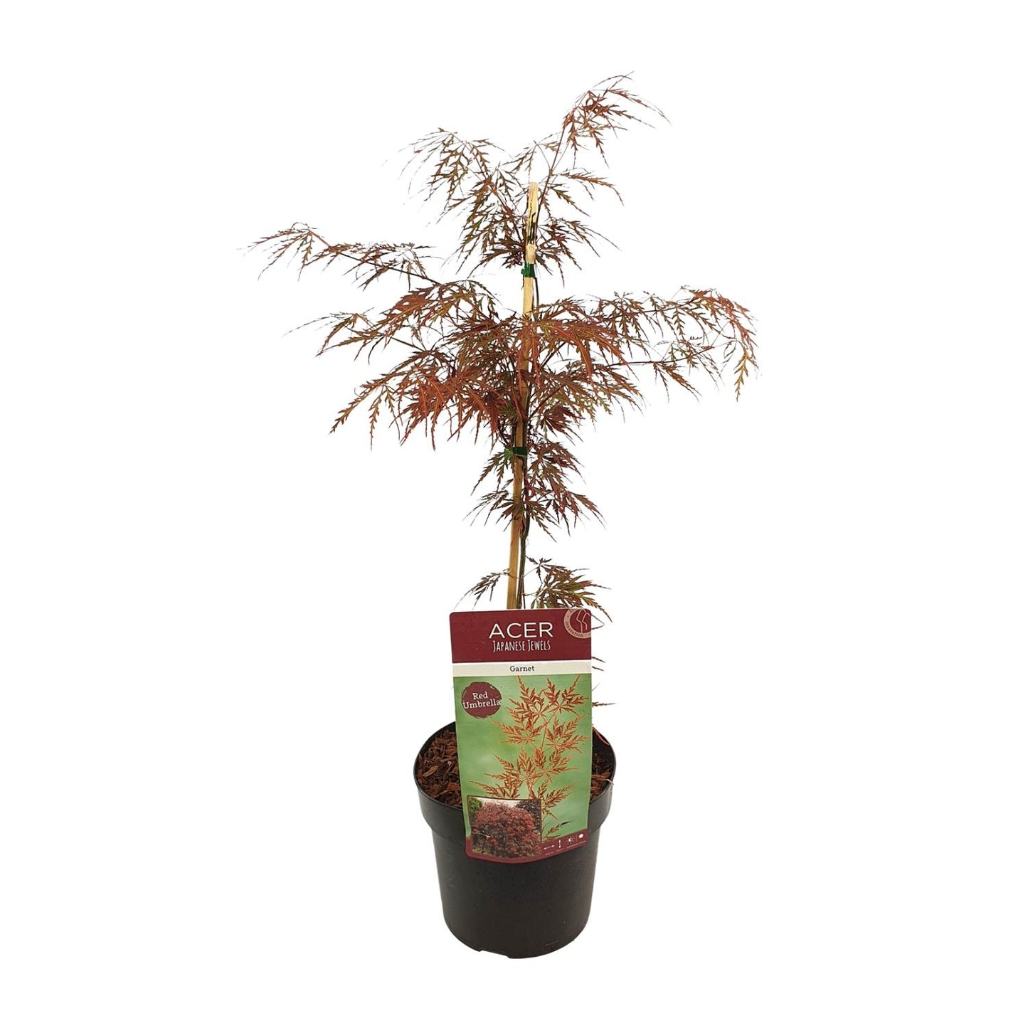 Dunkelroter Schlitzahorn - Acer palm. 'Garnet' - Ø19cm - ↕40cm