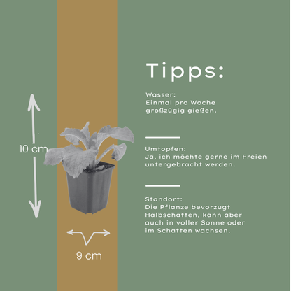 6x roter Fingerhut - Digitalis purpurea - ↕10-25cm - Ø9cm