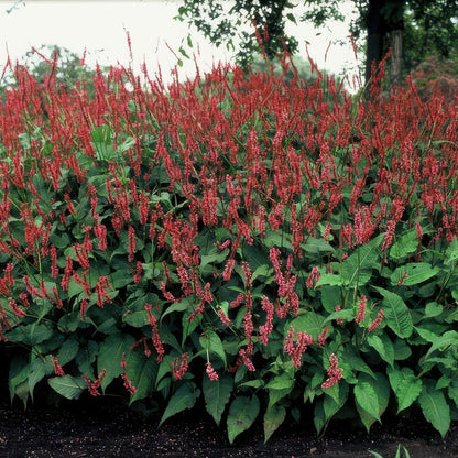6x Persicaria amplexicaulis - ↕10-25cm - Ø9cm