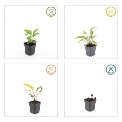 6x Echinacea p. 'Magnus' - ↕10-25cm - Ø9cm