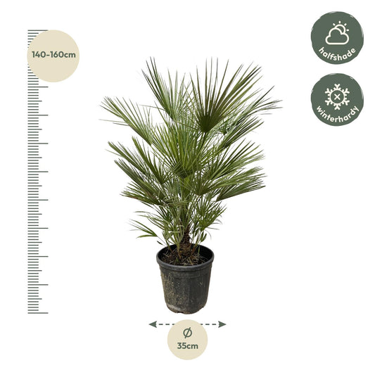 Chamaerops Humilis - 150cm- ø30cm