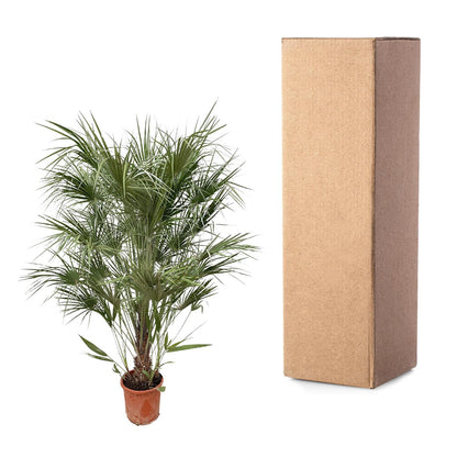 Chamaerops Humilis Strauch - 170cm - Ø30