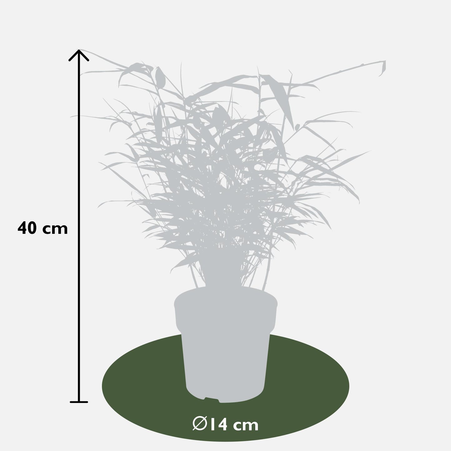 Fargesia rufa - Ø29cm - ↕80cm - Ø14 - ↨40cm