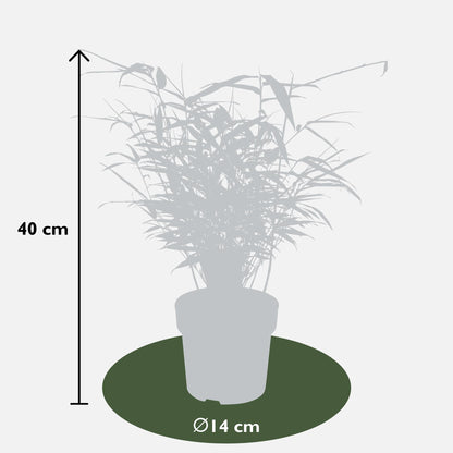 Fargesia rufa - Ø29cm - ↕80cm - Ø14 - ↨40cm