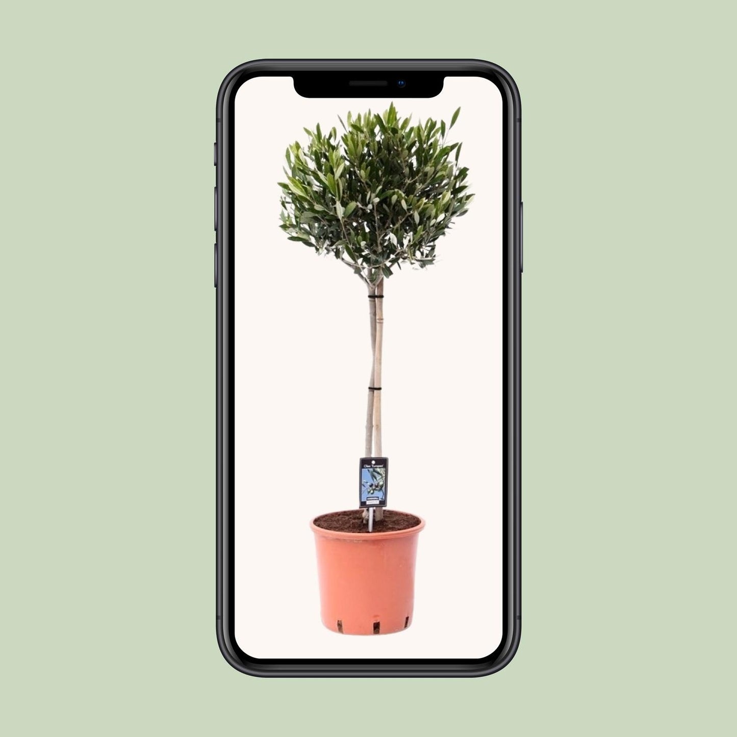 Olivenbaum Olea - Ø22cm - ↕100cm