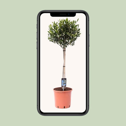Olivenbaum Olea - Ø22cm - ↕100cm