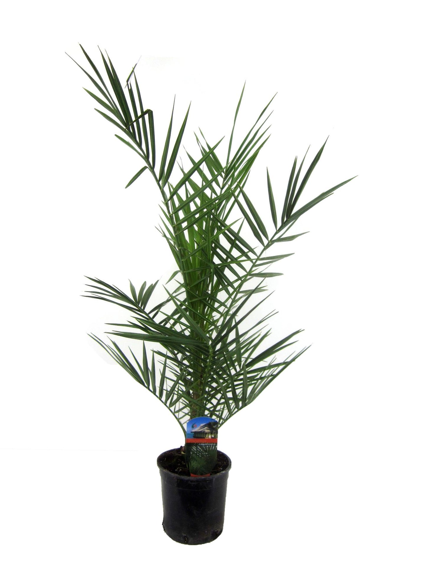 Phoenix Canariensis - 80 cm - Ø14cm
