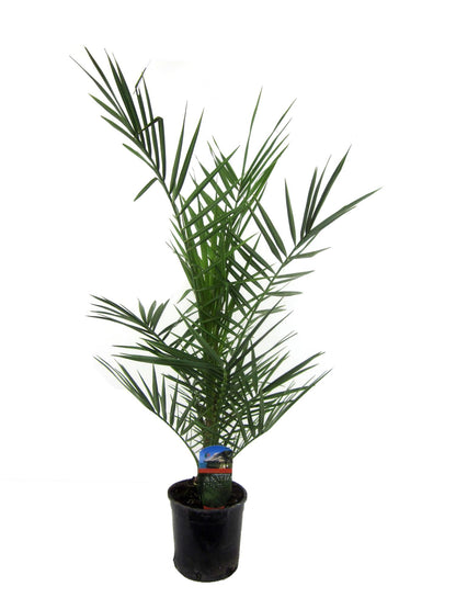 Phoenix Canariensis - 80 cm - Ø14cm