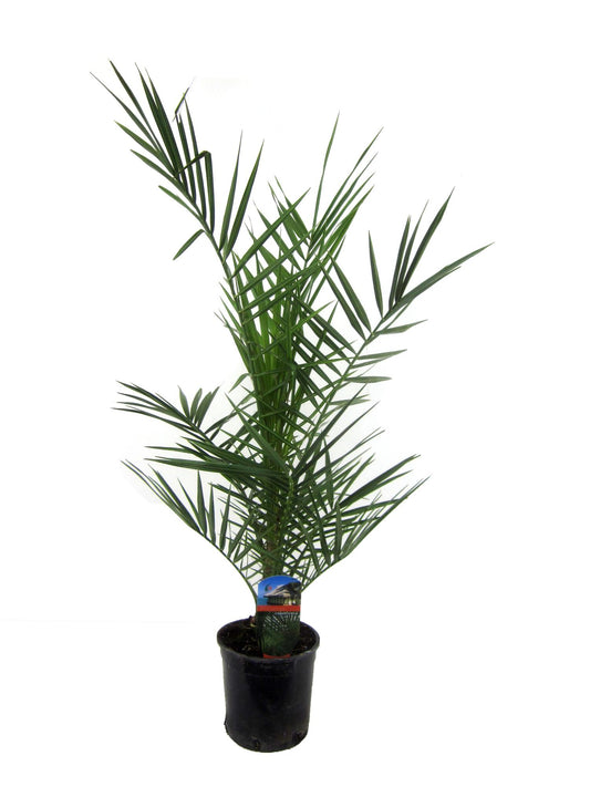 Phoenix Canariensis - 80 cm - Ø14cm