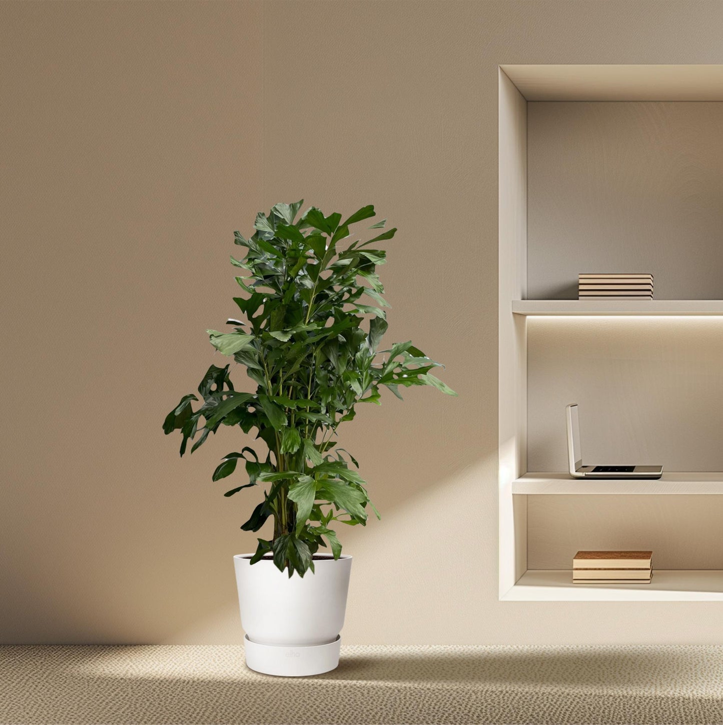 Fischschwanzpalme - Caryota Mitis - 170 cm - Ø27