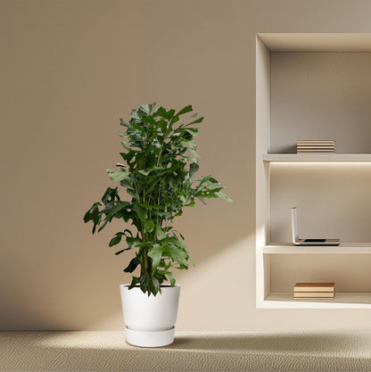 Fischschwanzpalme - Caryota Mitis - 170 cm - Ø27