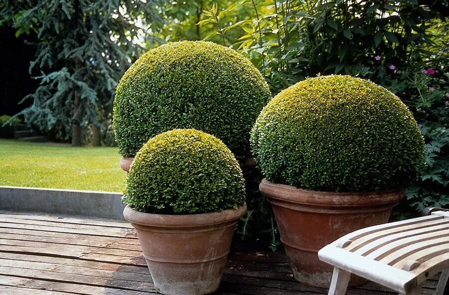 6x Buchsbaum - Buxus Sempervirens - ↕10-25cm - Ø9cm