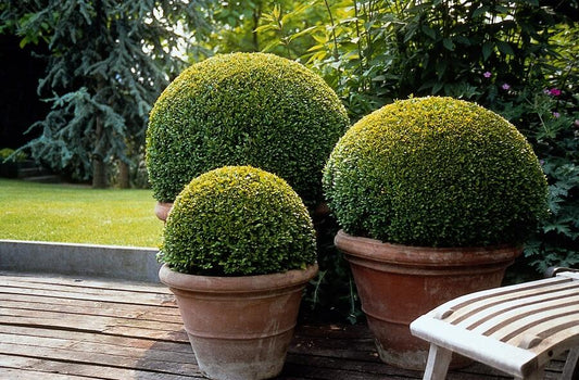 6x Buchsbaum - Buxus Sempervirens - ↕10-25cm - Ø9cm