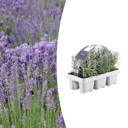 6x echter Lavendel angustifolia - duftend - Ø7 cm - ↕15 cm