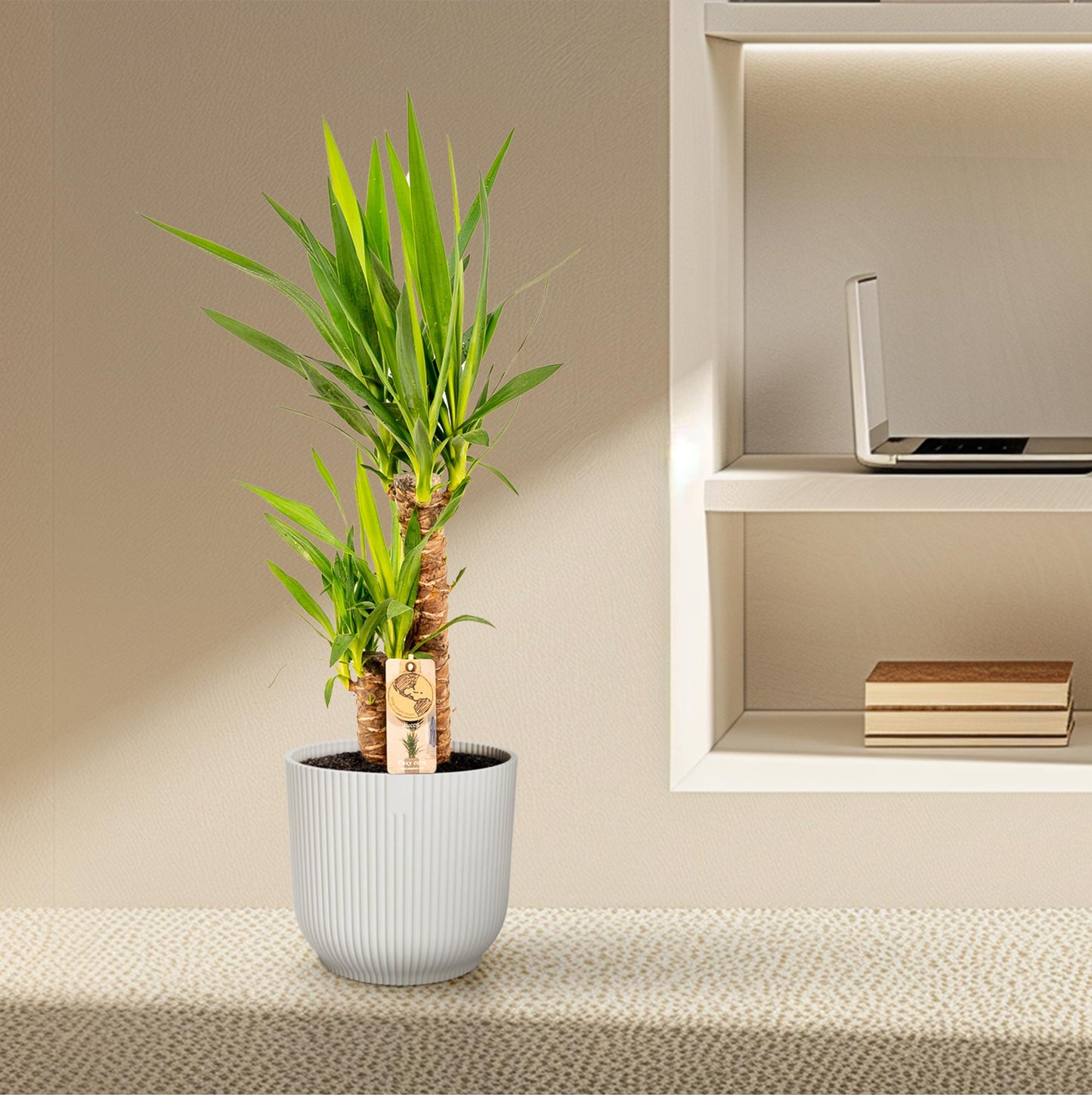 Palmlilie Yucca - Ø17cm - ↕90cm