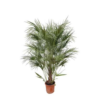 Chamaerops Humilis Strauch - 170cm - Ø30