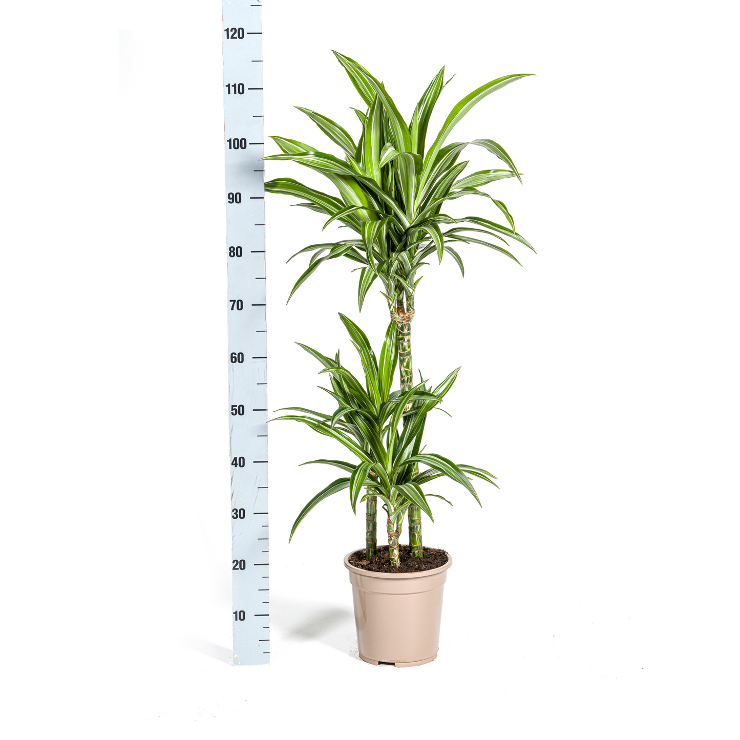 Drachenbaum - Dracaena Deremensis White Stripe Ø21cm - ↕90 - 110cm