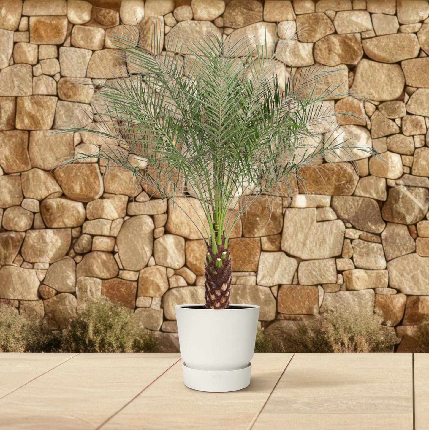 Zwerg-Dattelpalme - Phoenix Roebelenii - 150 cm - ø27