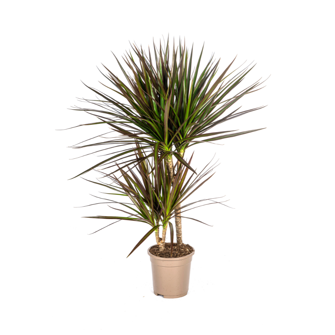 Drachenbaum - Dracaena Marginata Magenta - Ø17cm - ↕50 - 70cm