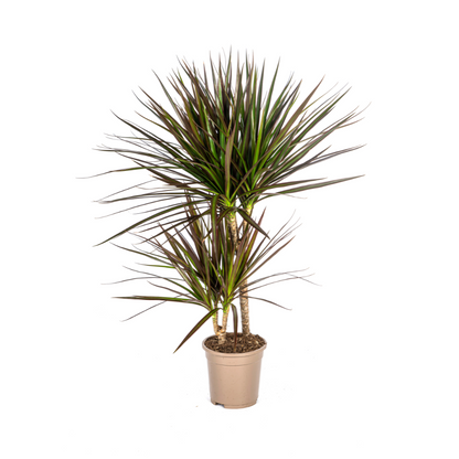 Drachenbaum - Dracaena Marginata Magenta - Ø17cm - ↕50 - 70cm