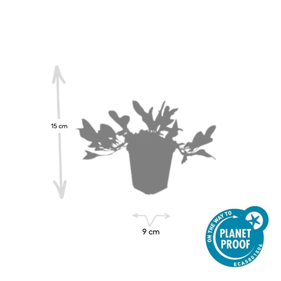 6x Schnecken-Knöterich - Persicaria aff. 'Darjeeling Red' - ↕10-25cm - Ø9cm