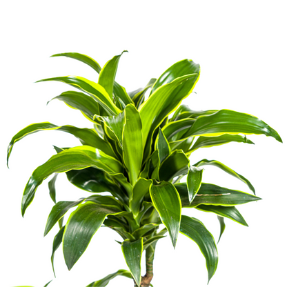Drachenbaum - Dracaena Deremensis Dorado Ø21cm - ↕100 - 120cm