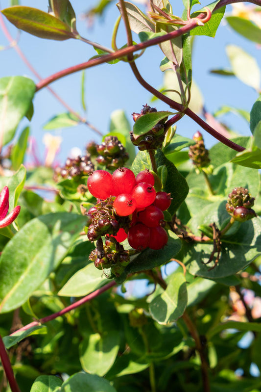 Geißblatt - Lonicera periclymenum 'Serotina' - Ø15cm - ↕65cm