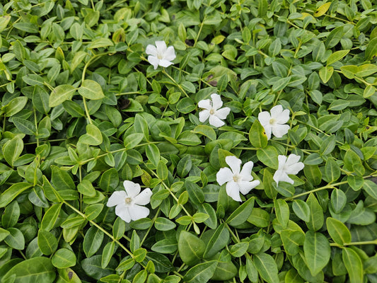 6x Vinca minor 'Gertrude Jekyll' - ↕10-25cm - Ø9cm