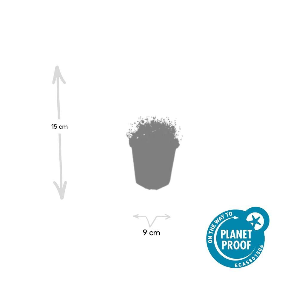 6x Sagina subulata - ↕10-25cm - Ø9cm