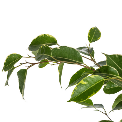 Birkenfeige - Ficus Benjamina Golden King Ø17cm - ↕60 - 80cm