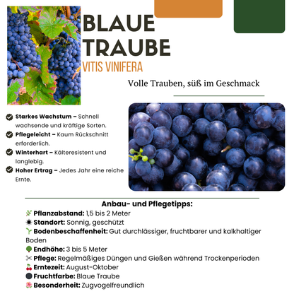 6 x Bio-Weinreben – Ø 13 cm – ↨ 20 cm