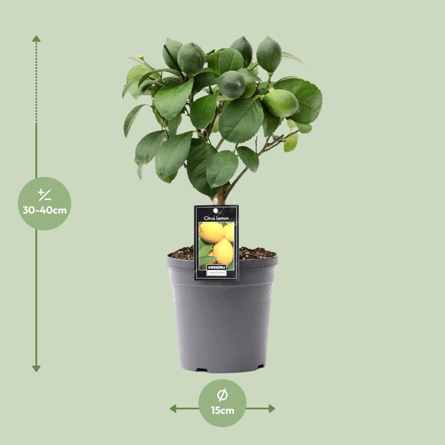 Citrus Lemon auf Stamm - Ø15cm - ↕35cm