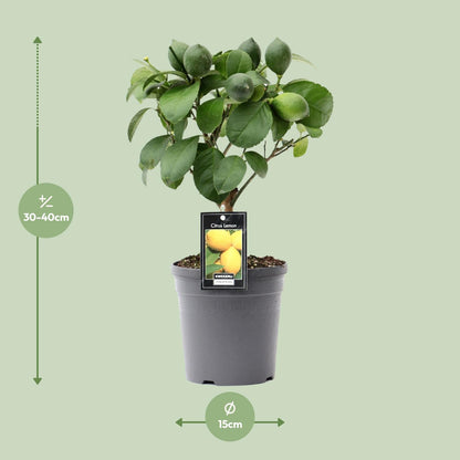 Citrus Lemon auf Stamm - Ø15cm - ↕35cm