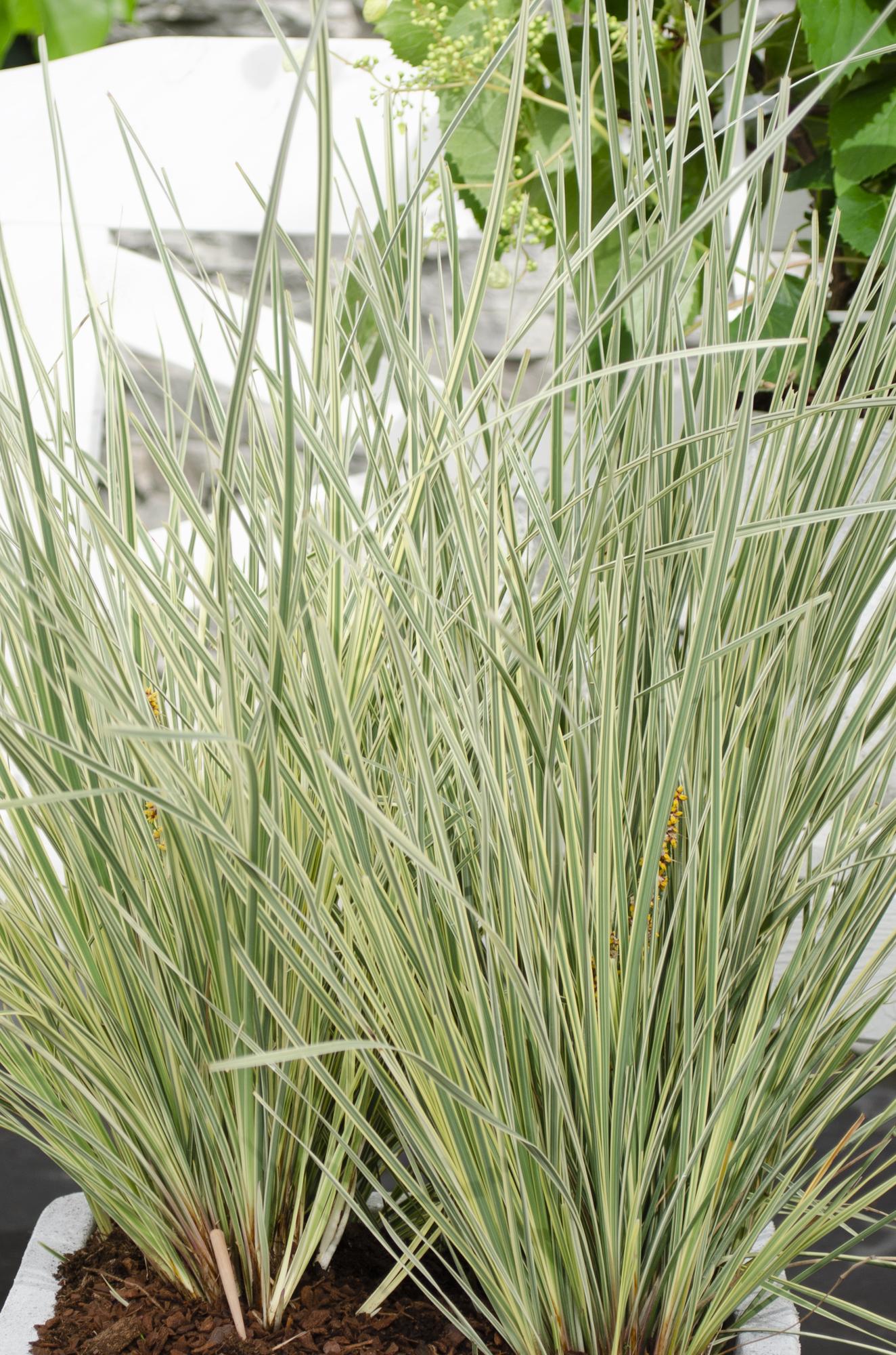 Lomandra longifolia 'White Sands' - Ø19cm - ↕40cm