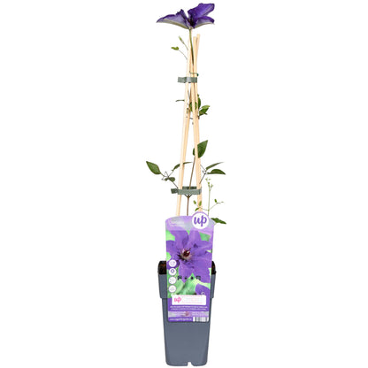 lila Clematis "The President" - Ø15cm - ↕65cm
