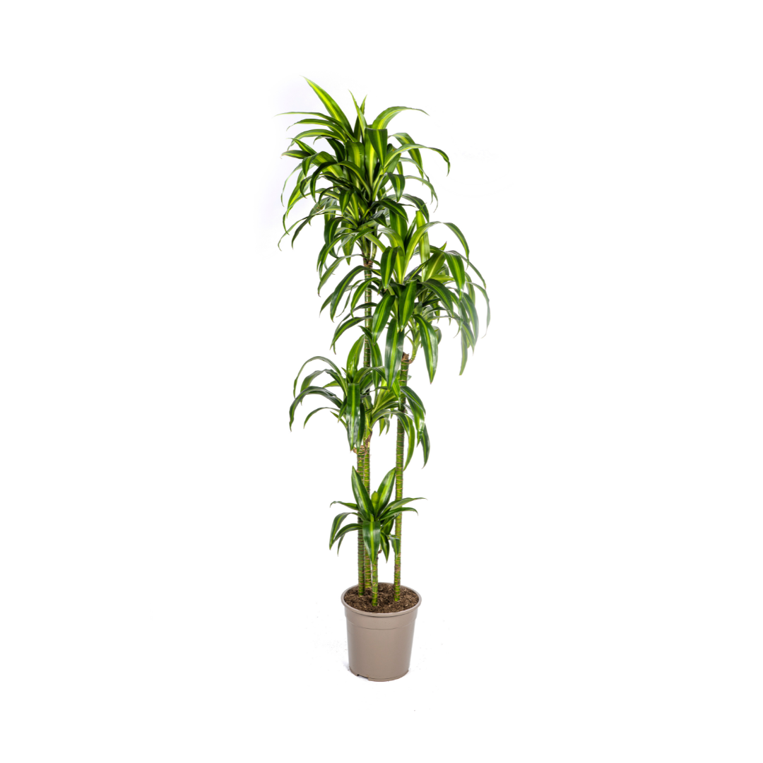 Drachenbaum - Dracaena Deremensis Hawaiian Sunshine Ø27cm - ↕170 - 190cm