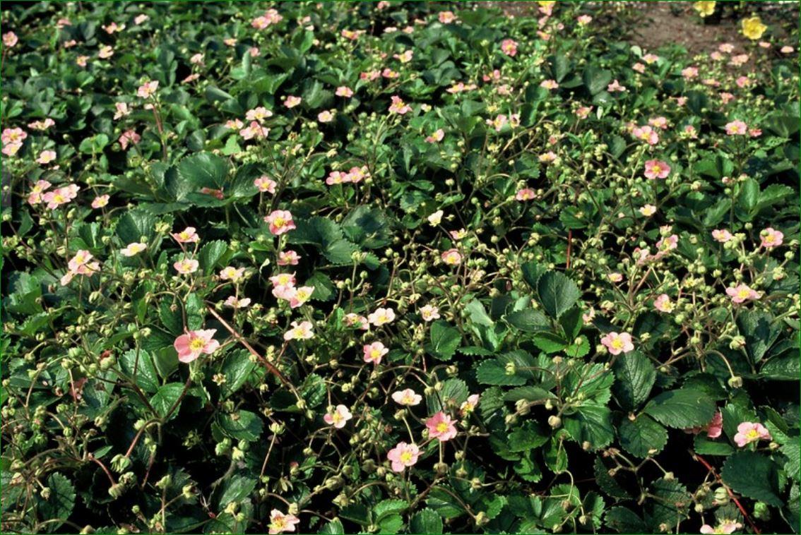 6x Wald-Erdbeere - Fragaria vesca - ↕10-25cm - Ø9cm