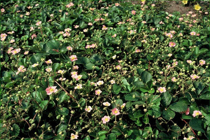 6x Wald-Erdbeere - Fragaria vesca - ↕10-25cm - Ø9cm